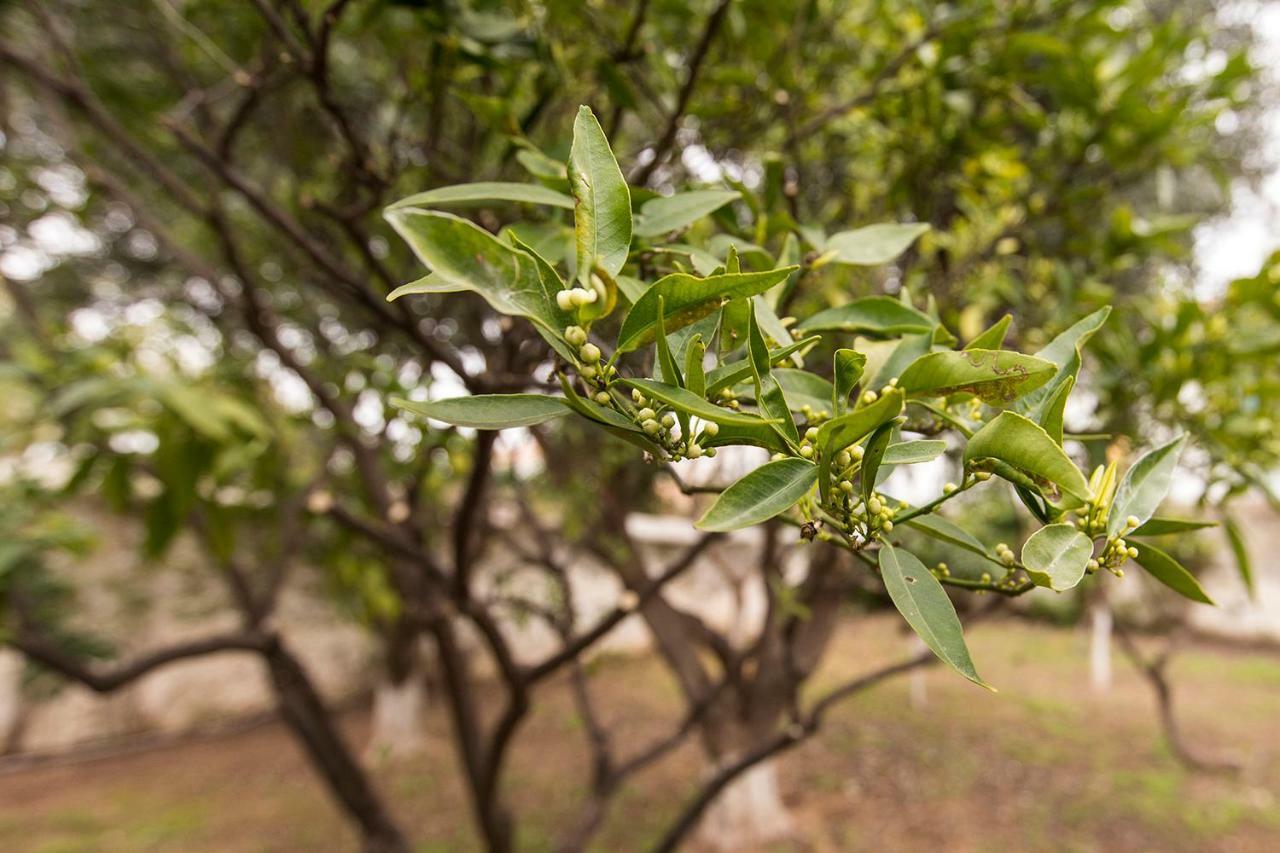 Pensjonat Two Olive Trees Spétses Zewnętrze zdjęcie